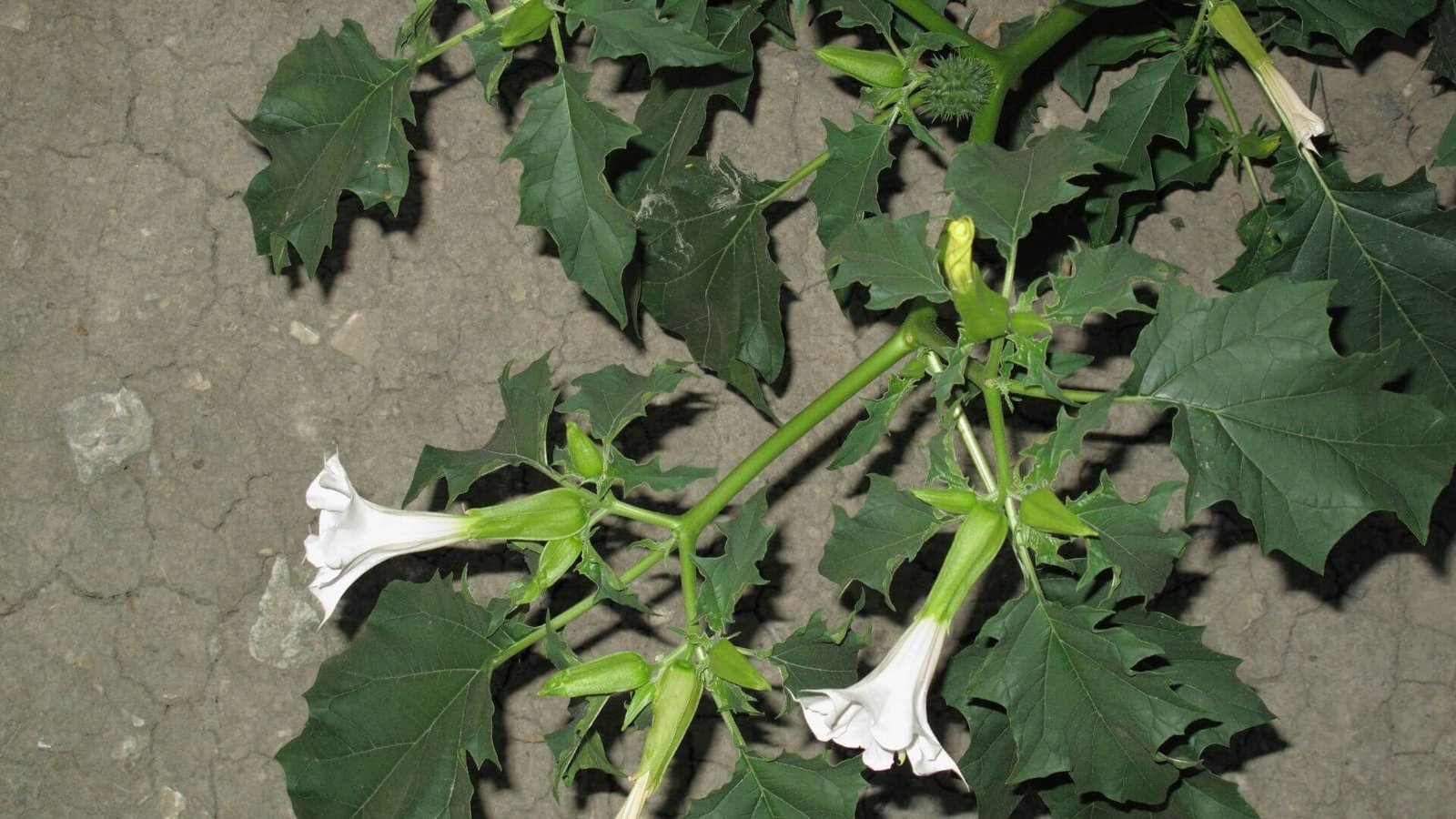 Didelis, baltas, piltuvėlio formos durnaropės žiedas