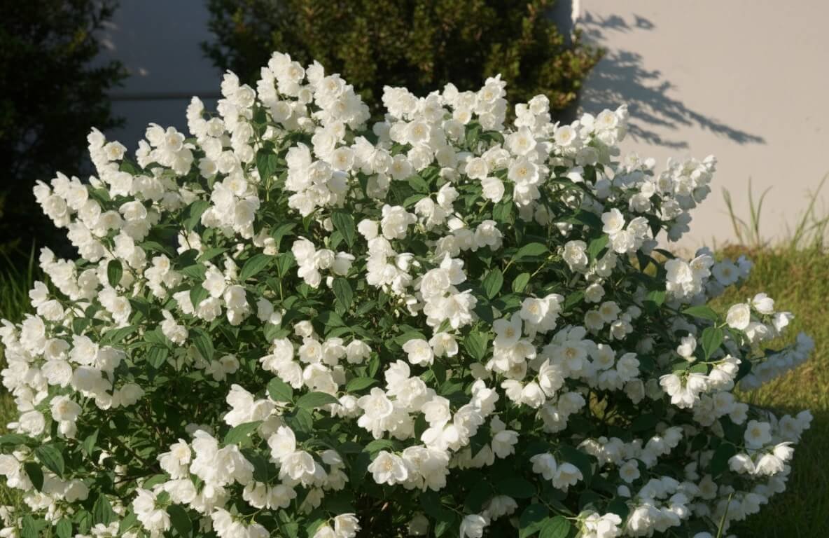 Pilnaviduriai, balti jazmino 'Little White Love' žiedai