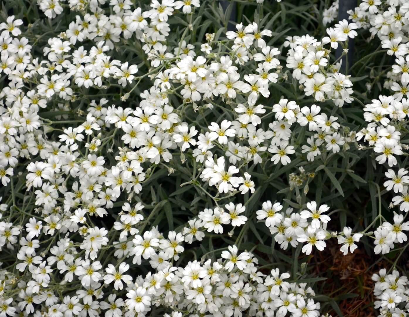 Baltų šliaužiančiosios gubojos žiedų kilimas