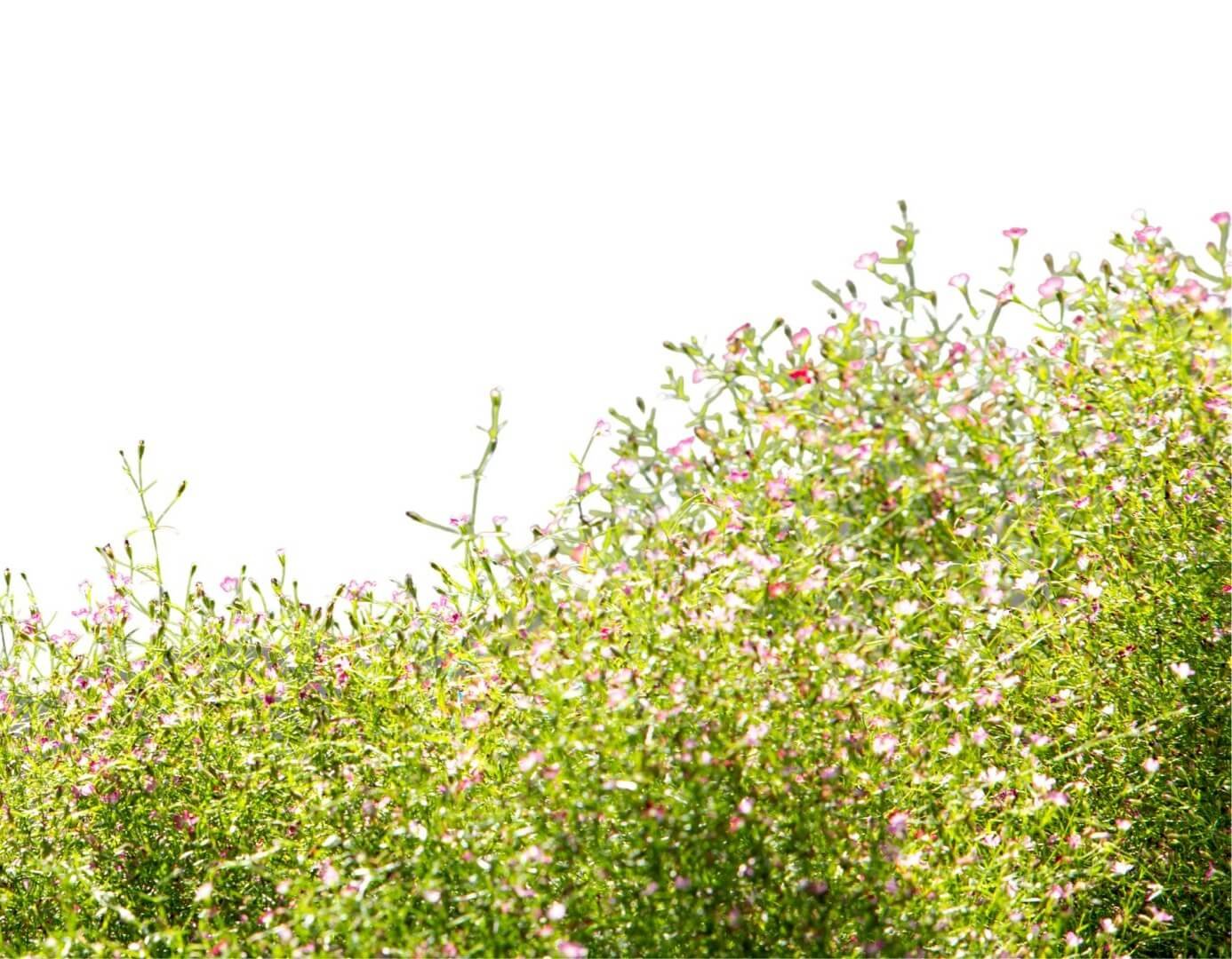 baltų šluotelinės gubojos žiedų debesis