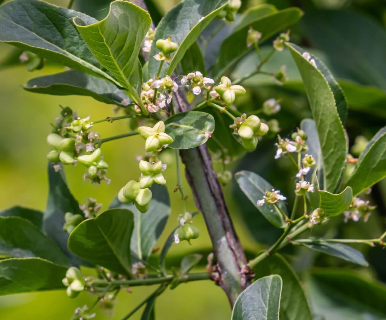 europinio ožekšnio vaisiai su oranžinėmis sėklomis