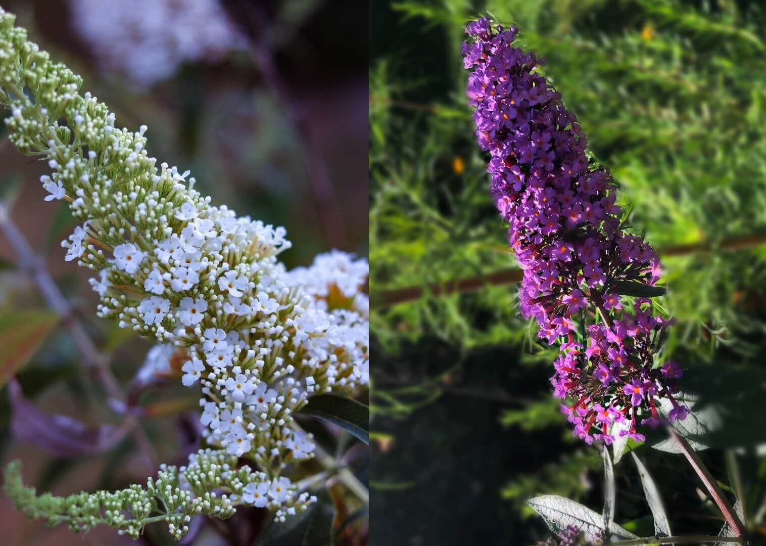 Violetinis budlėjos žiedynas