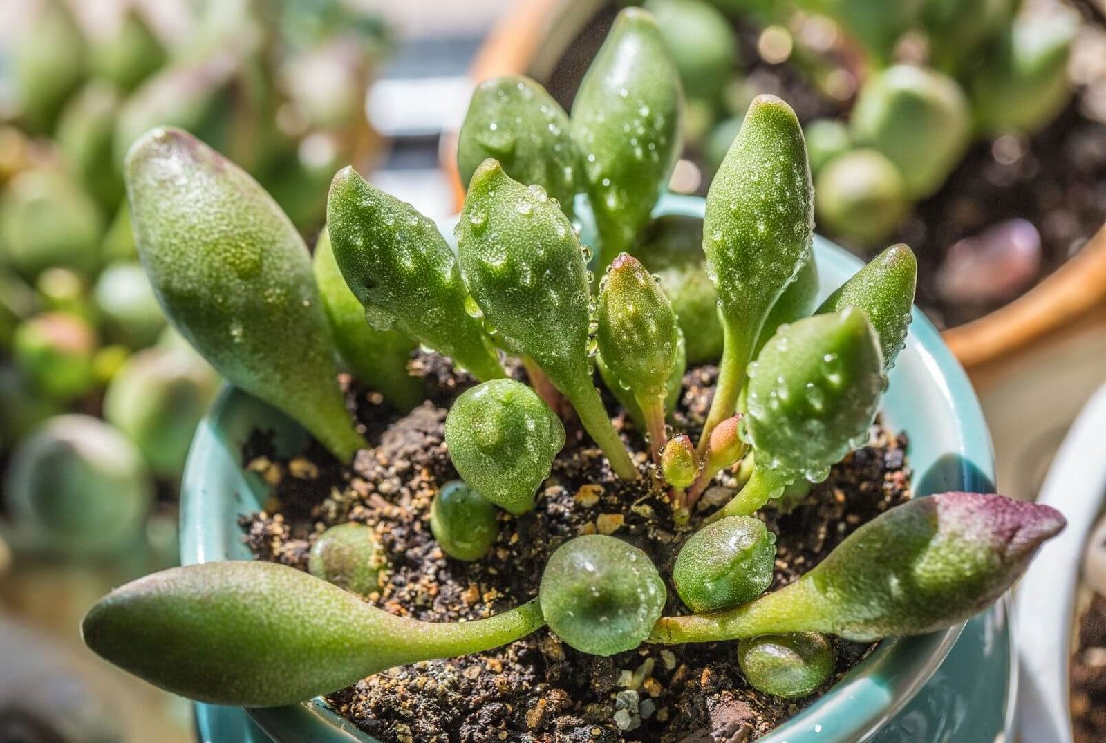 Stori, apvalūs, taškuoti Adromischus cooperi lapai