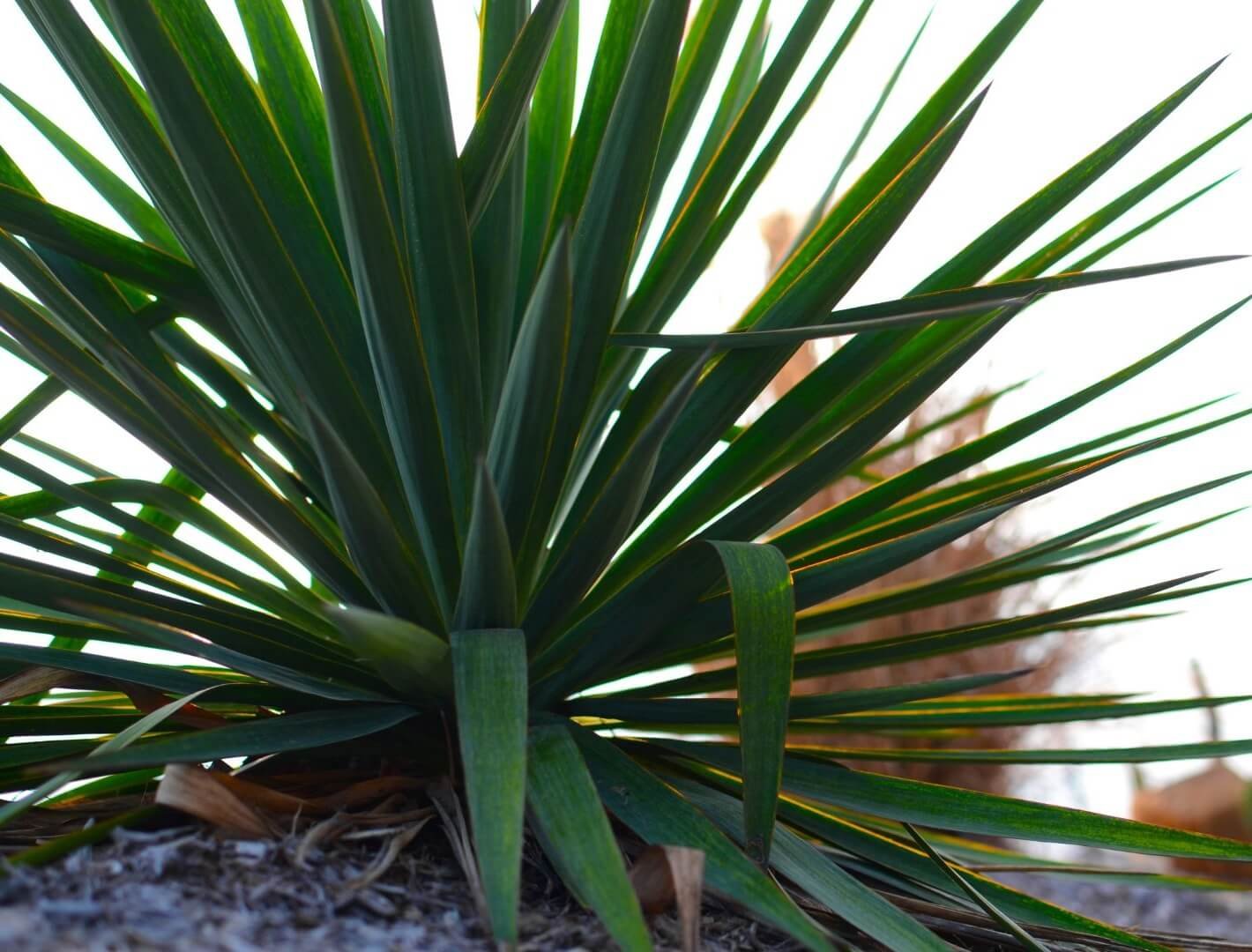 Didelė, melsvai žalia amerikinės agavos skrotelė