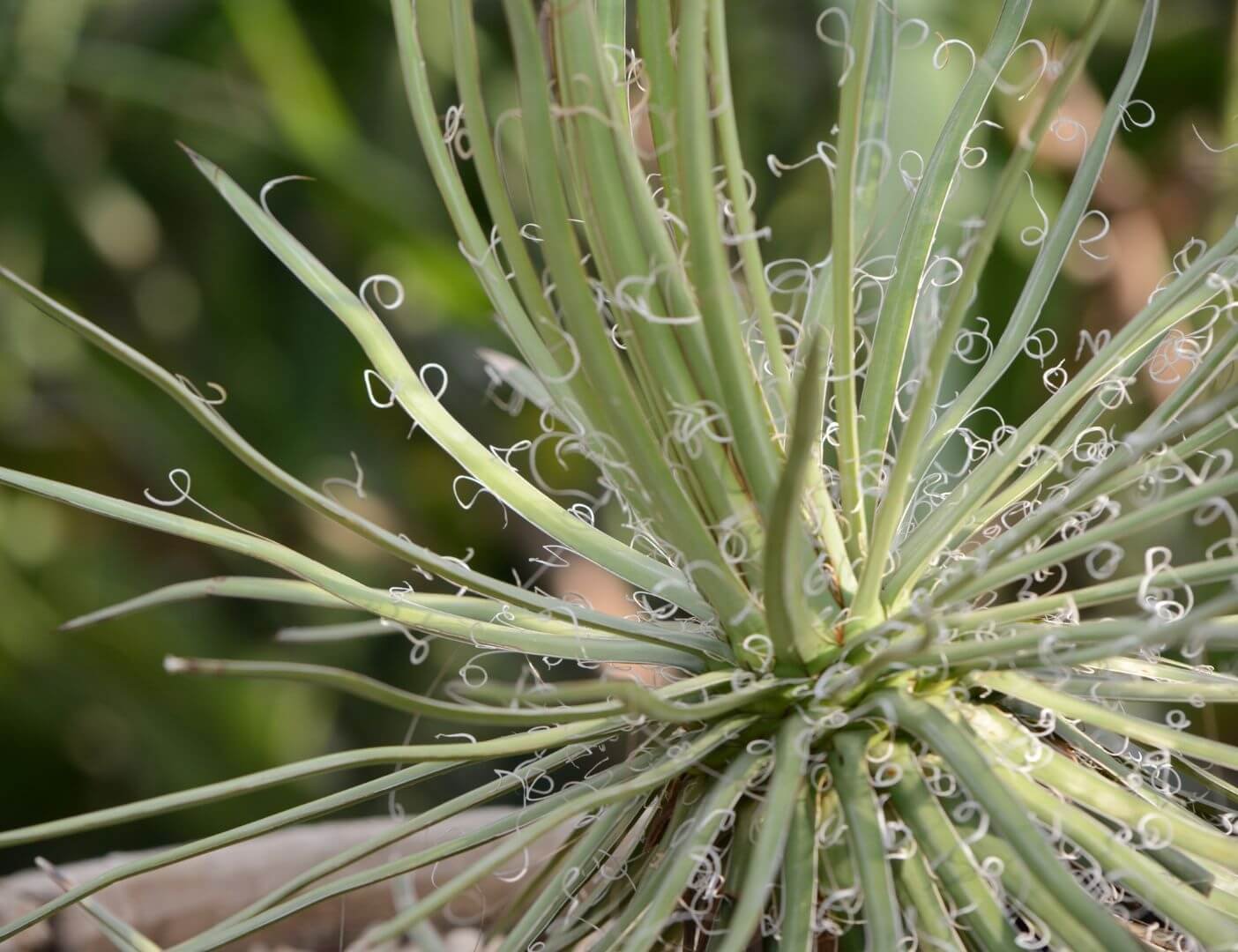 Didelė, rutulio formos agavos 'Geminiflora' skrotelė
