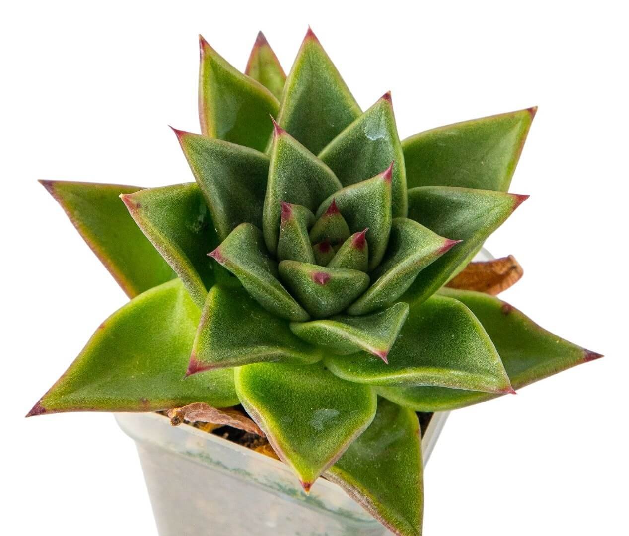 Žalia eševerijos skrotelė su raudonais lapų galiukais