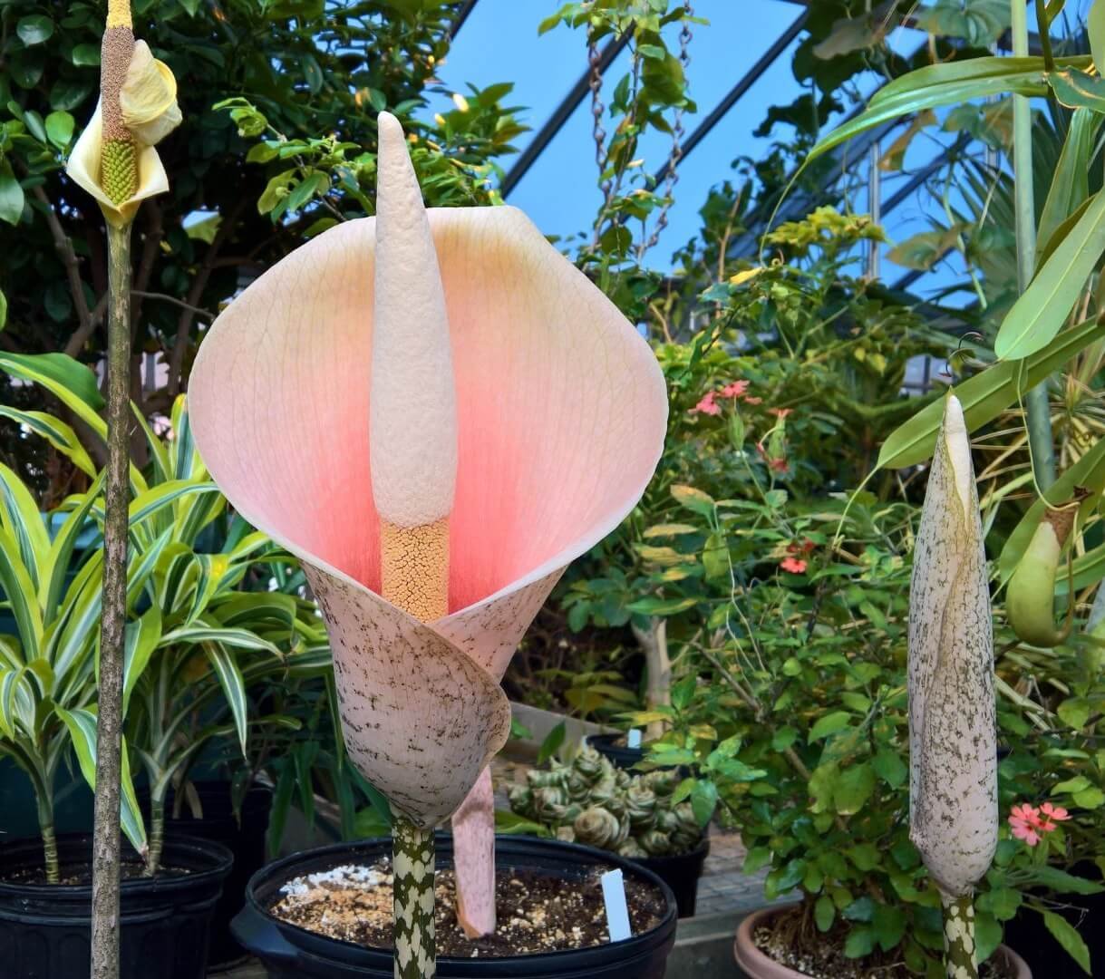 Didelis, skėčio formos amorfofalo lapas