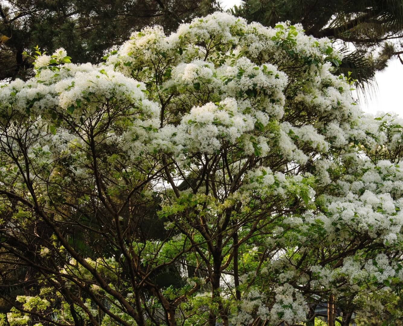 Baltos, svyrančios virgininio sniegmedžio žiedų kekės