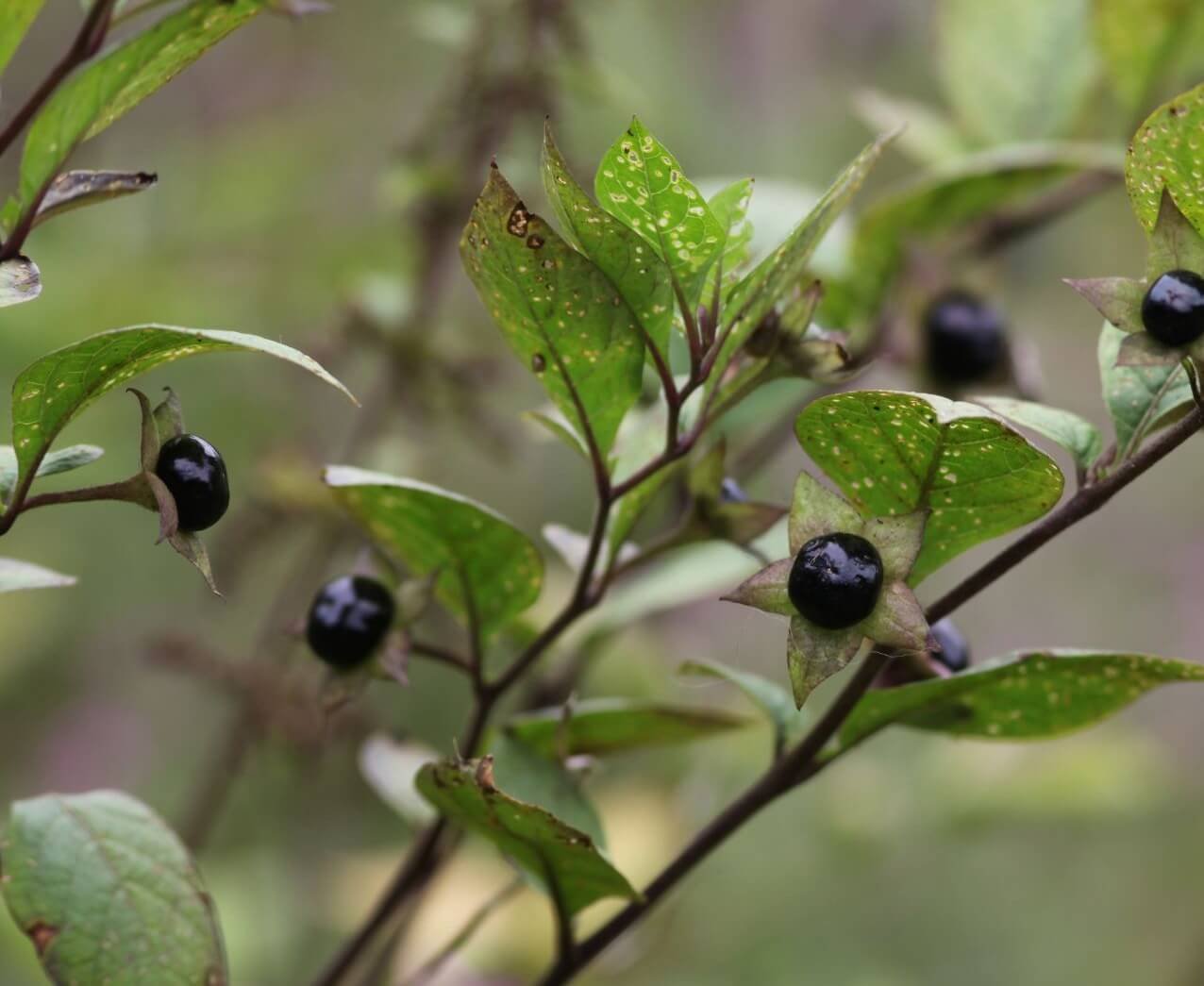 Juoda, blizgi, vyšnią primenanti nuodinga šunvyšnės uoga