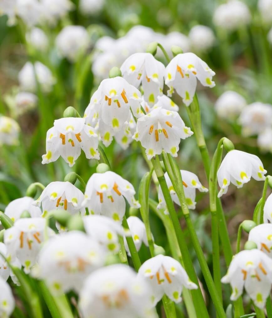 Baltas leukojos žiedas su žaliais taškeliais