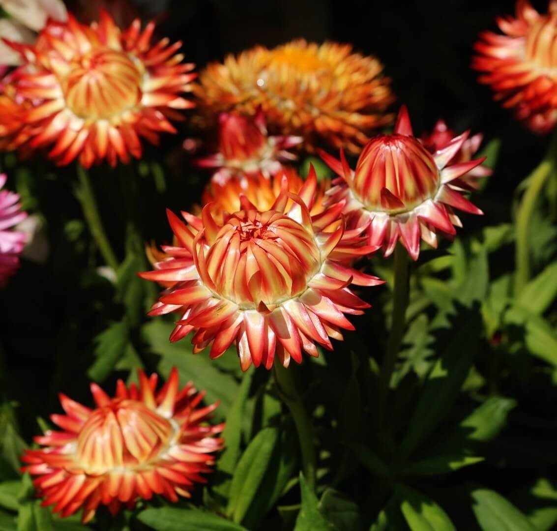 Įvairiaspalviai, popieriški šlamūno žiedai