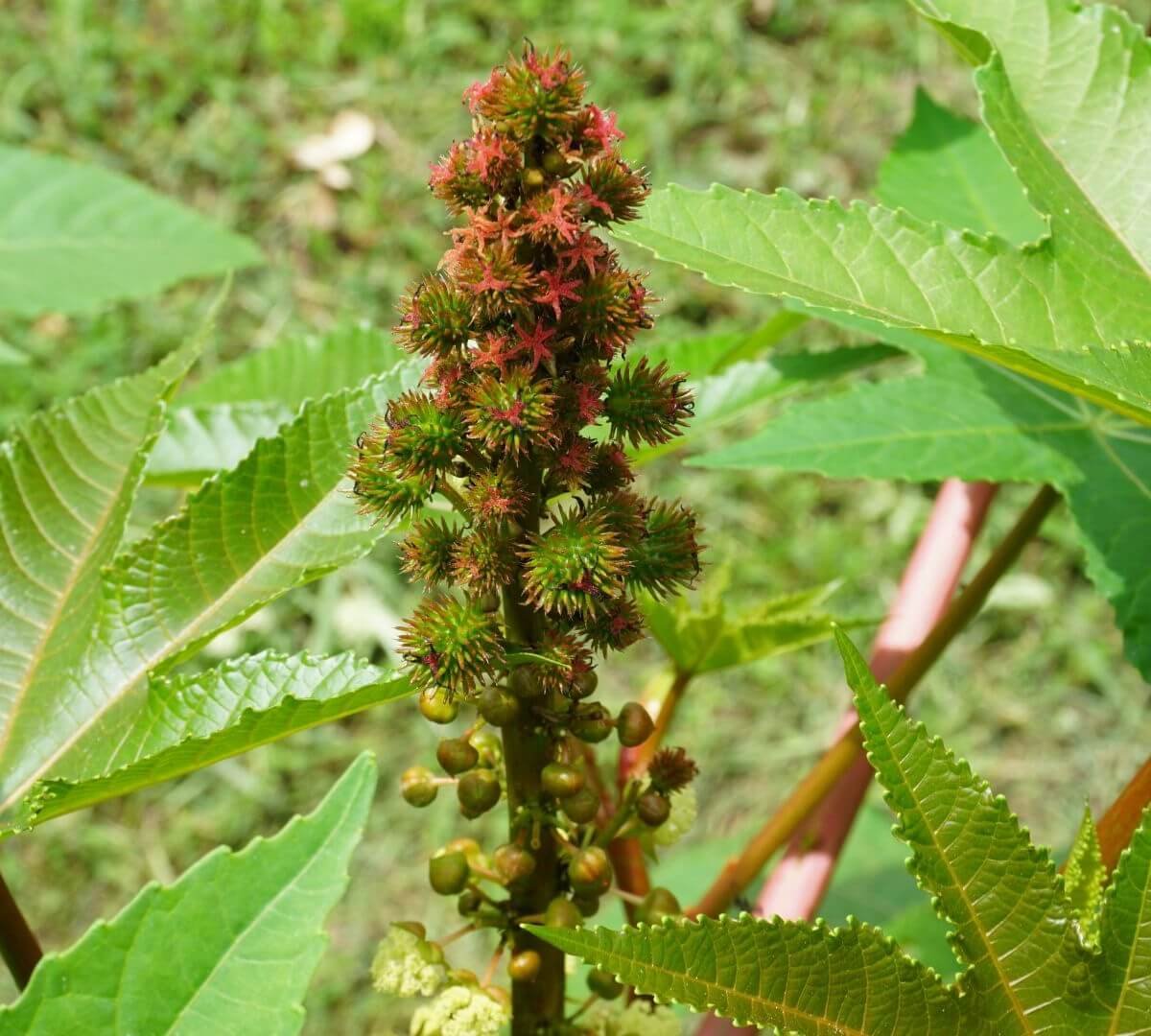 Didelis ricinmedžio augalas su raudonais lapais