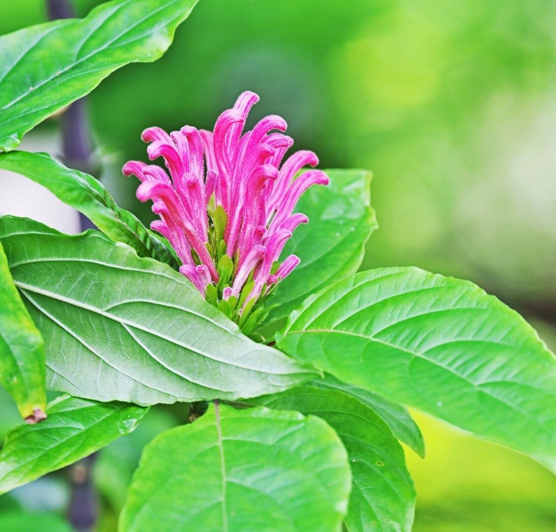 Rožinis-raudonas justicijos žiedynas