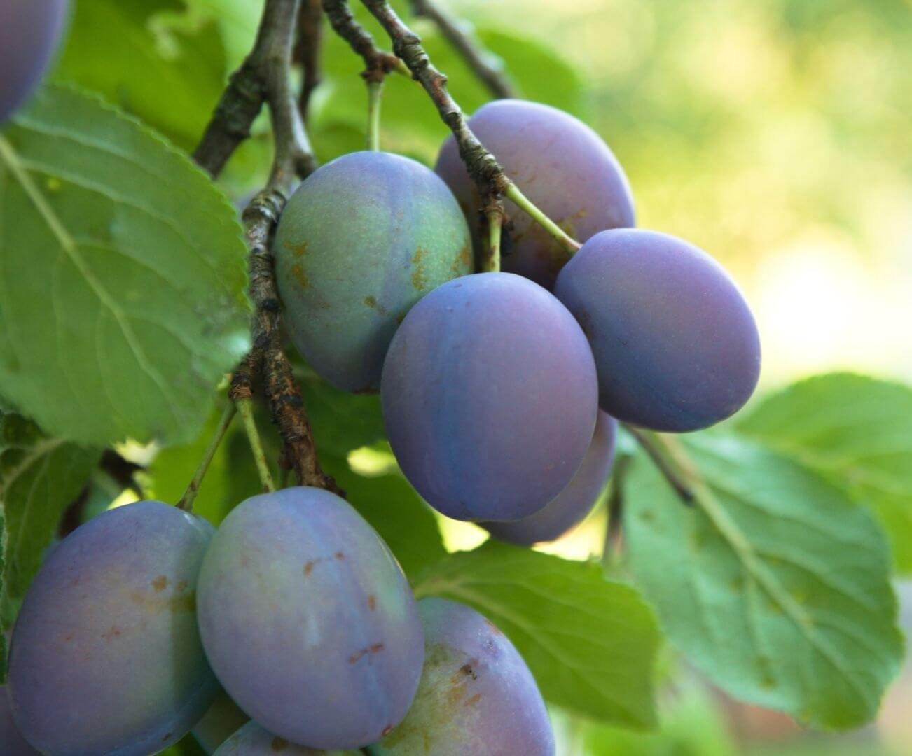 Ypač stambi, tamsiai mėlyna 'Empress' slyva