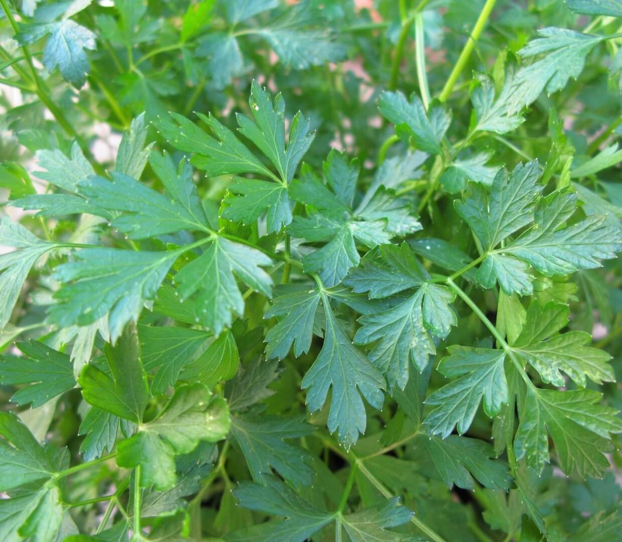 Lygūs, žali petražolės 'Laura' lapai