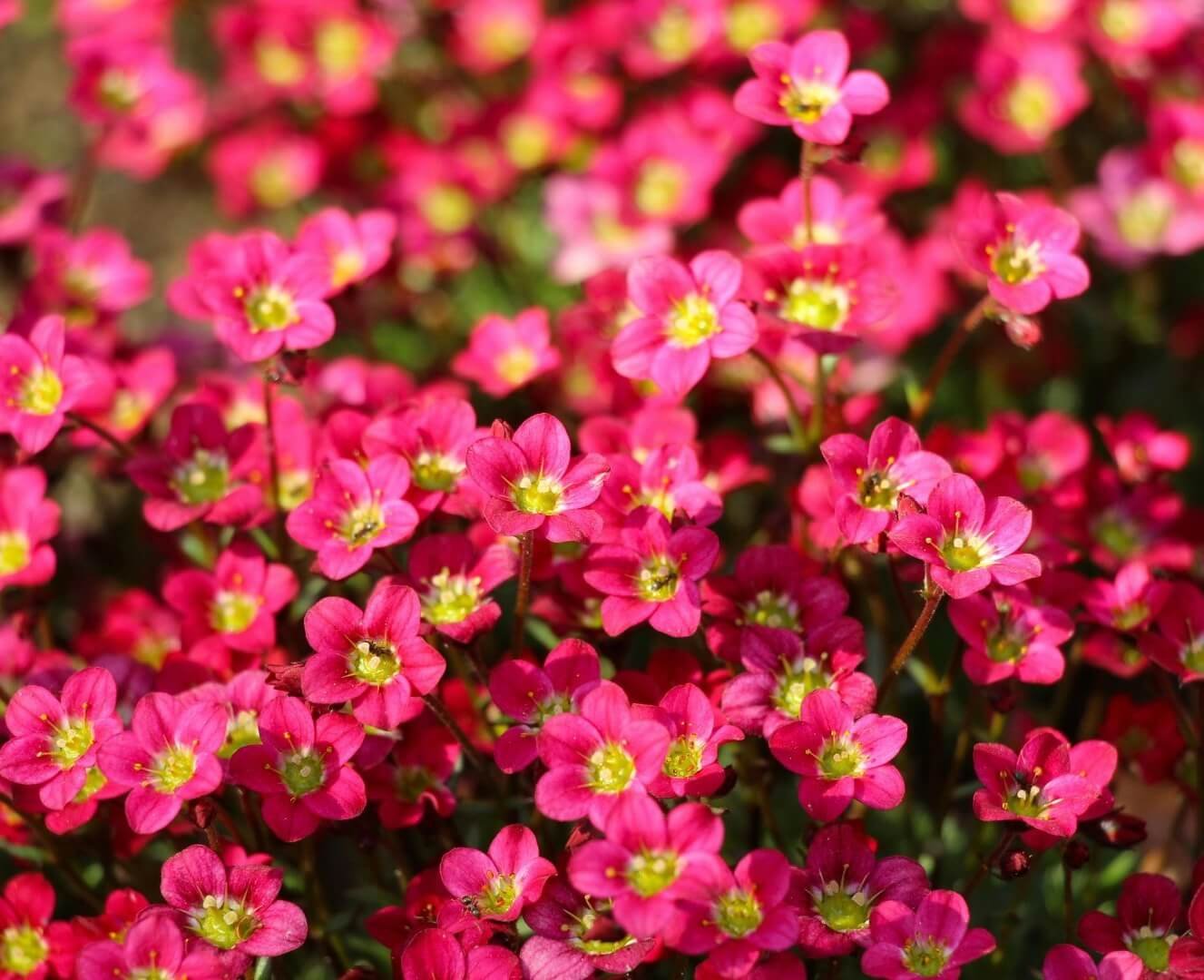 Rožiniai uolaskėlės žiedai, Uolaskėlė (Saxifraga)