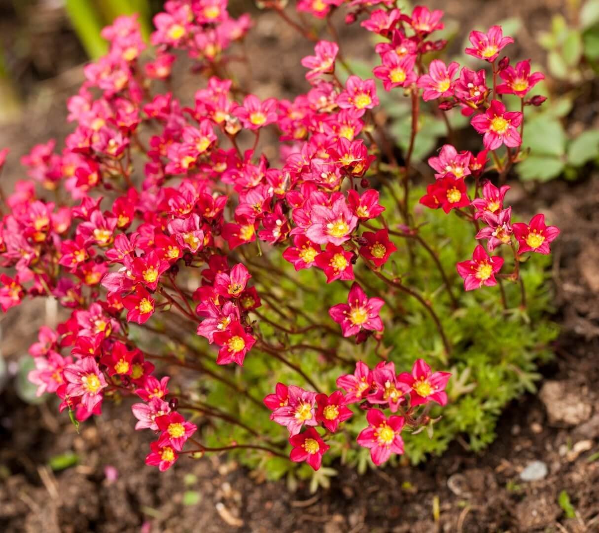 Ryškiai raudoni uolaskėlės 'Pixie Red' žiedai