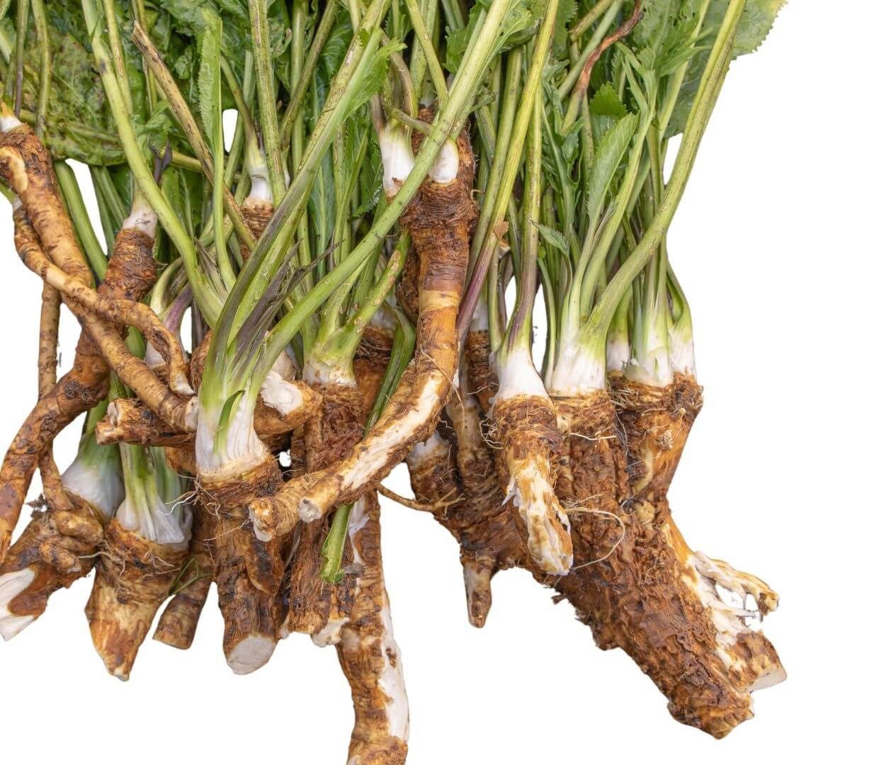 Dideli, žali krieno lapai ir balta šaknis