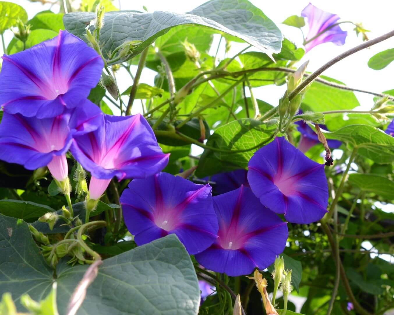 Didelis, purpurinis sukučio žiedas, Purpurinis sukutis (Ipomoea purpurea)