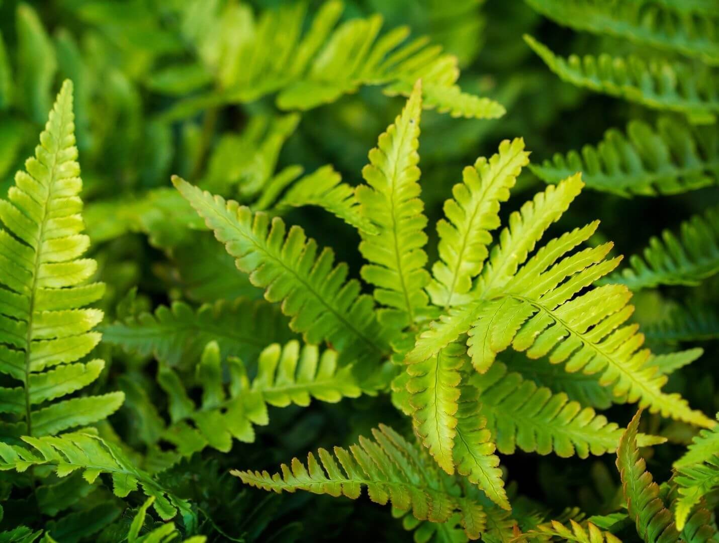 Standūs, tamsiai žali miškinio spyglainio lapai