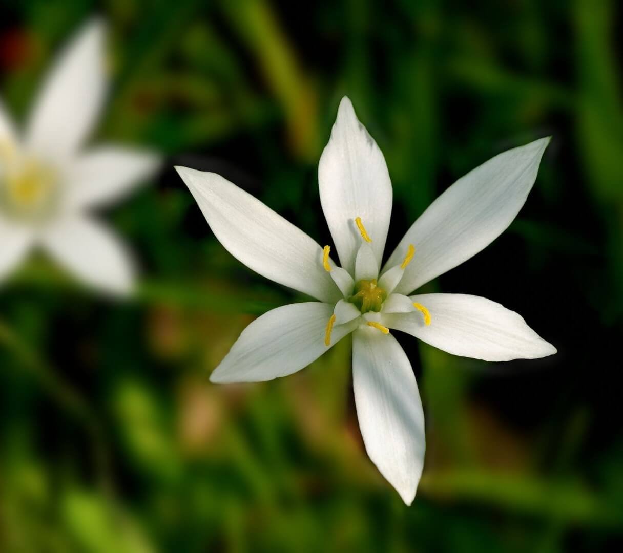 Balti paukštpienės žiedai su žalia juostele, Skėtinė paukštpienė (Ornithogalum umbellatum)