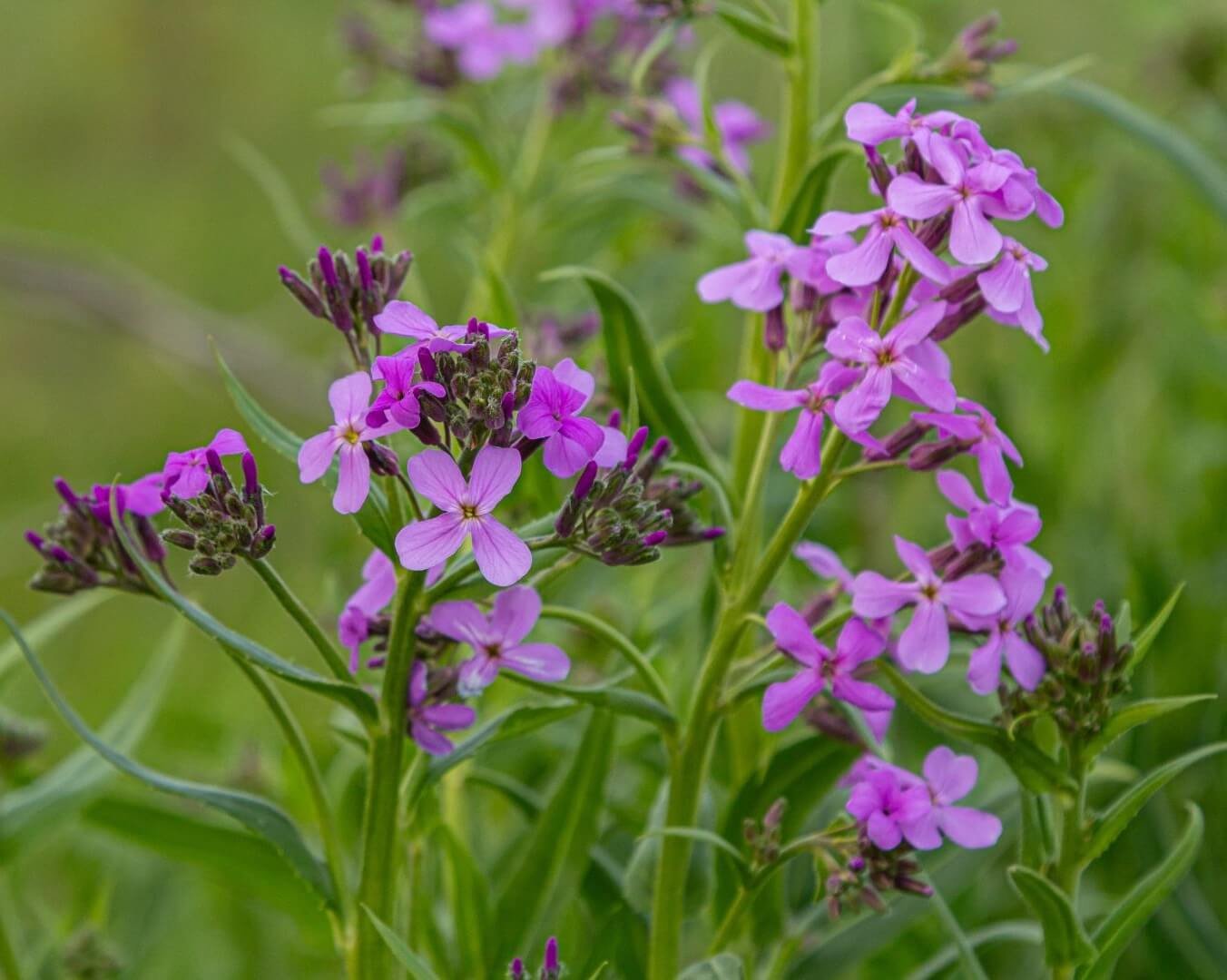 Alyviniai, kvapnūs vakarutės žiedai, Hesperis matronalis