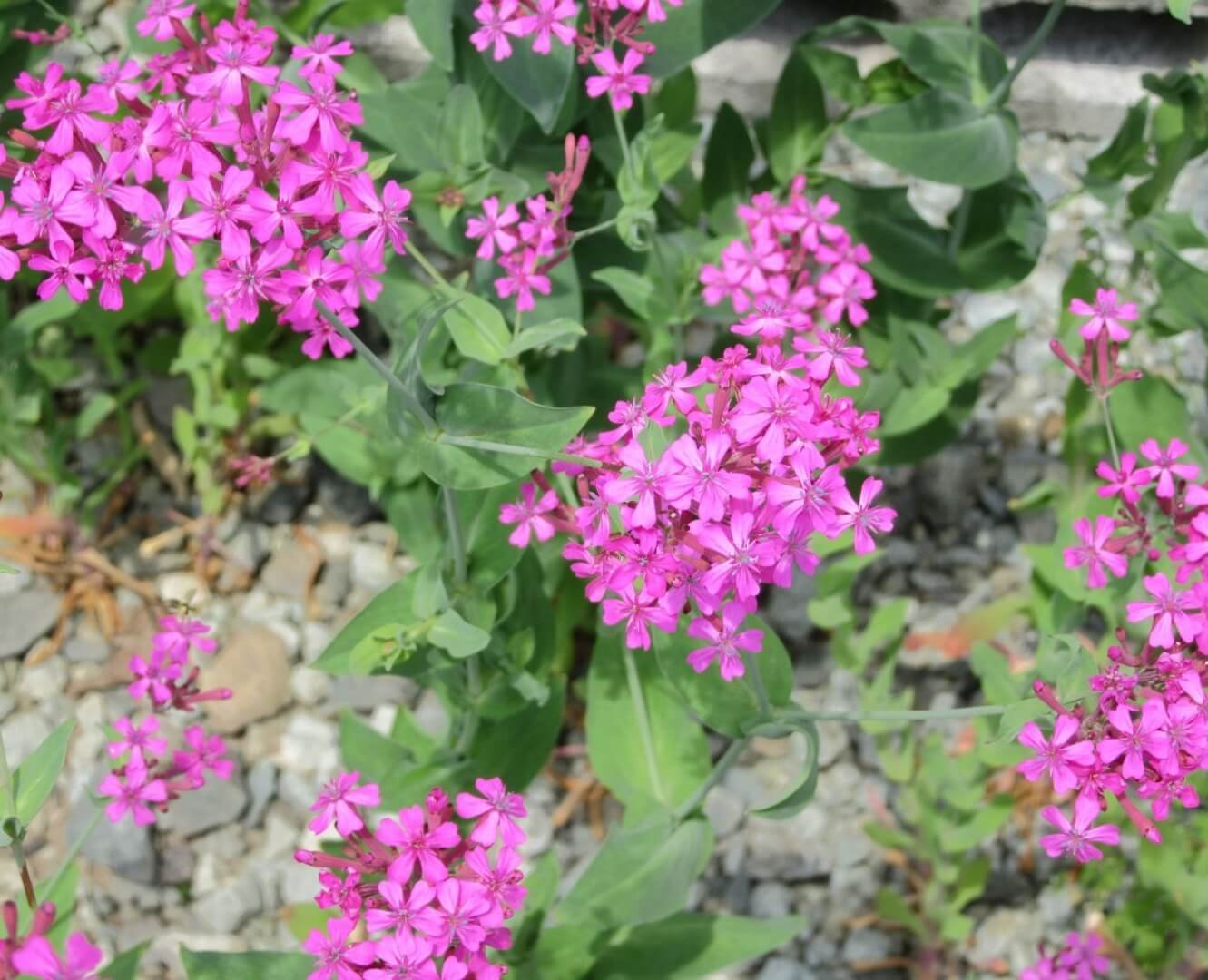 Ryškiai rožiniai naktižiedės žiedai, Silene armeria