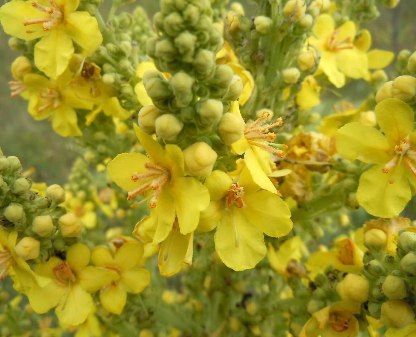 Aukštas, geltonai žydintis tūbės stiebas