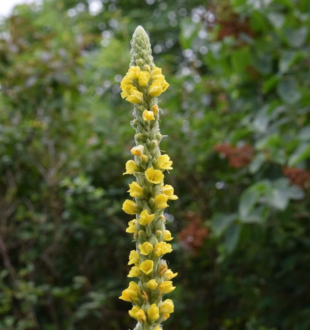 Aukštas, šakotas, geltonai žydintis olimpinės tūbės žiedynas