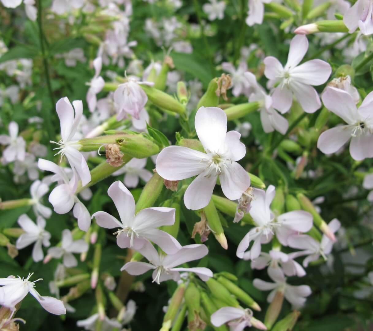 balti vaistinio putoklio žiedai, (Saponaria officinalis)