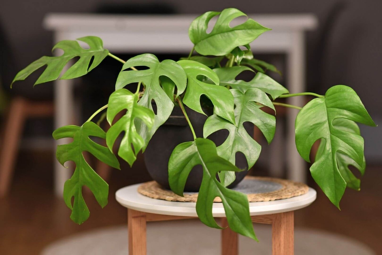 Karpyti 'Monstera Minima' lapai, Rhaphidophora tetrasperma