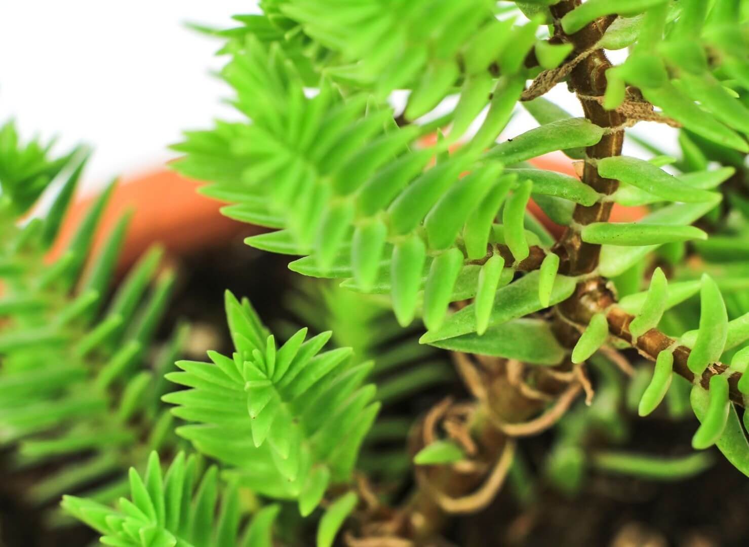 Tankios, į samanas panašios šilokinio krasulo šakelės, Crassula muscosa