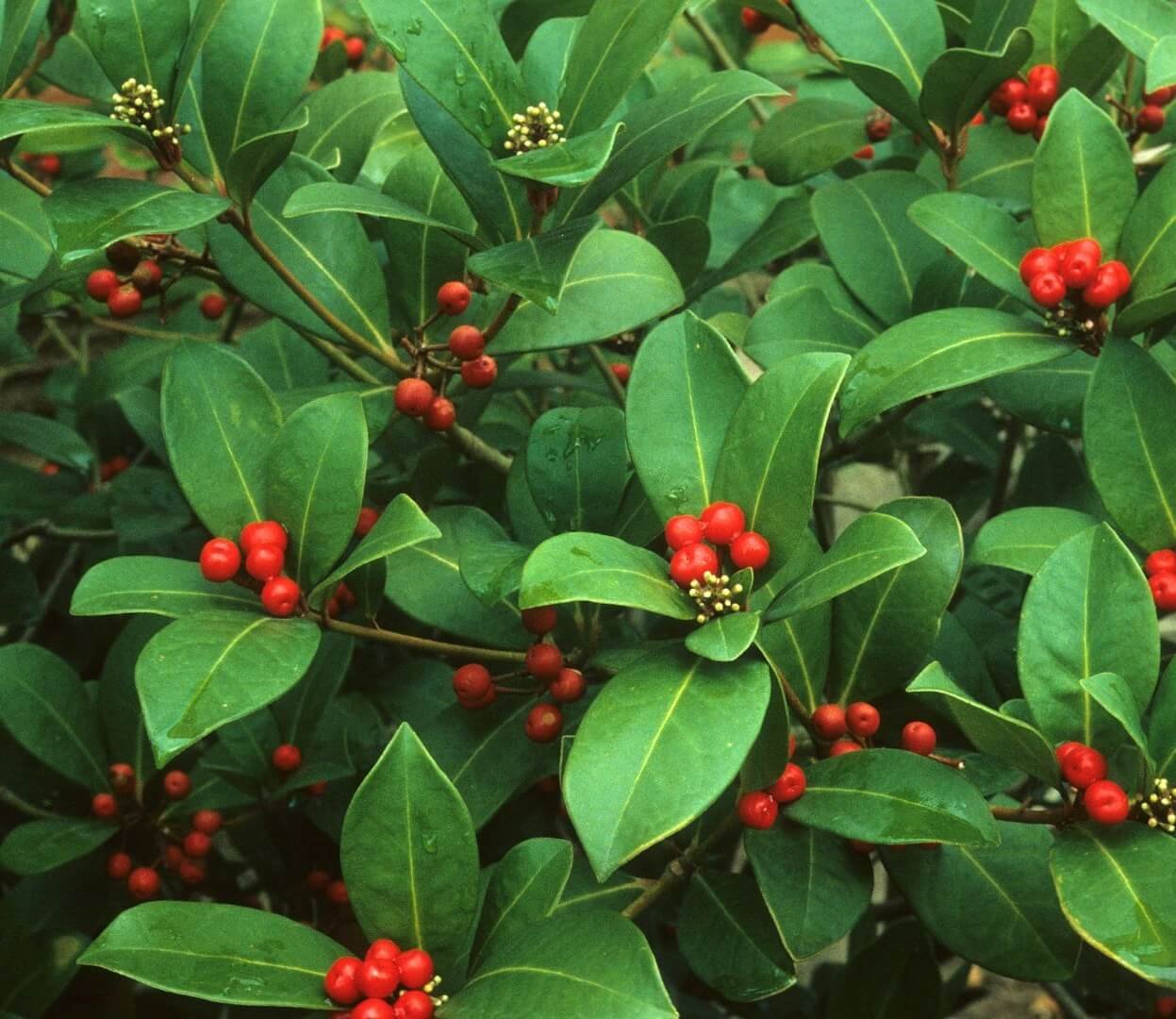 Ryškiai raudonos skimijos 'Nymans' uogos ant visžalio krūmo