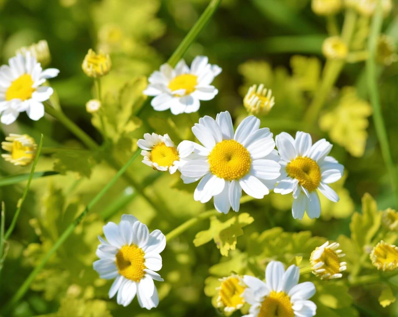 Balti, ramunėles primenantys skaistenio žiedai