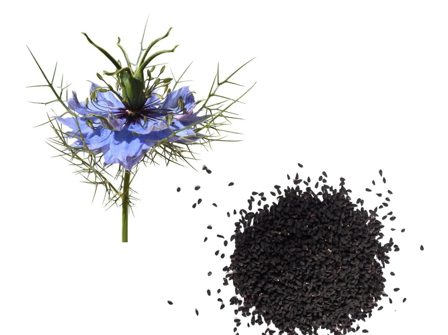 Baltas sėjamosios juodgrūdės žiedas