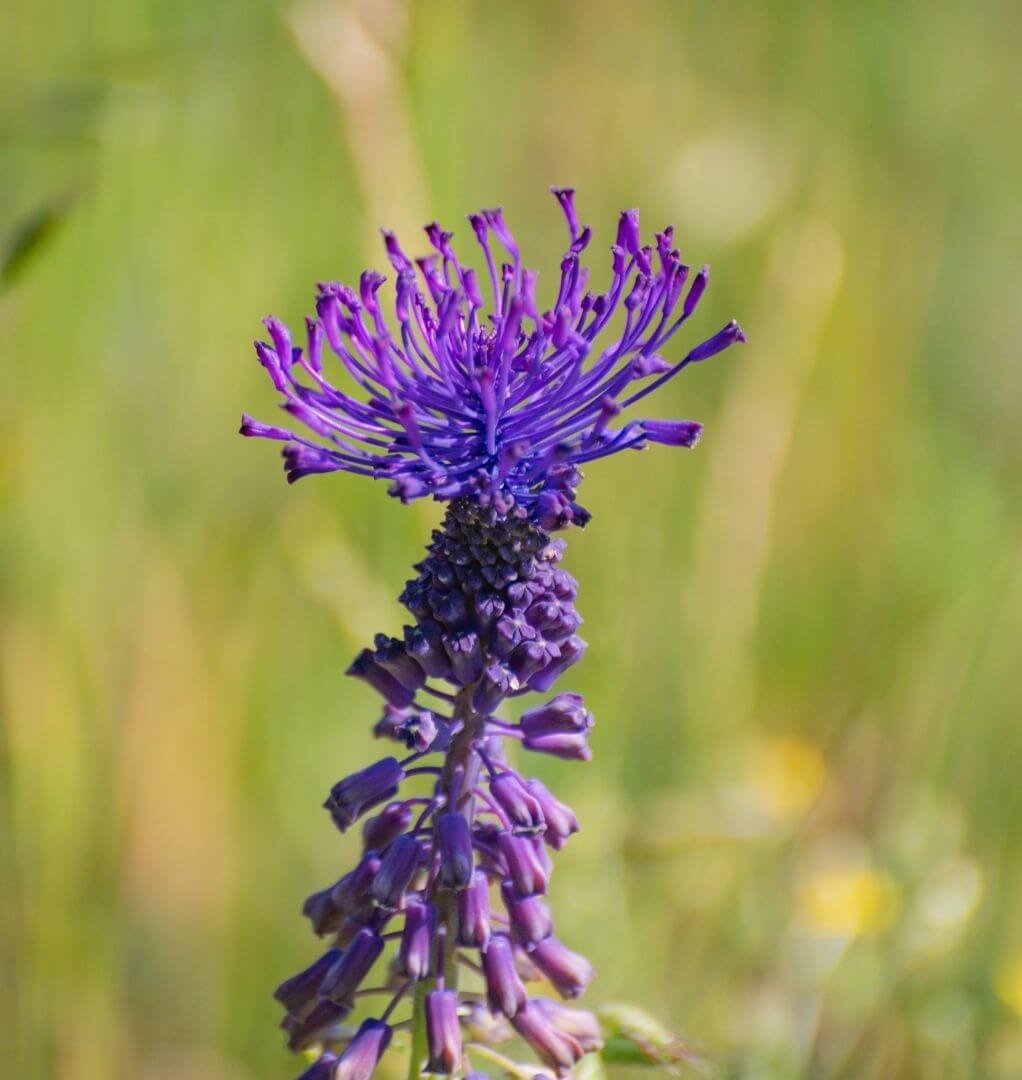 Žydrė su violetiniu kuodu viršūnėje
