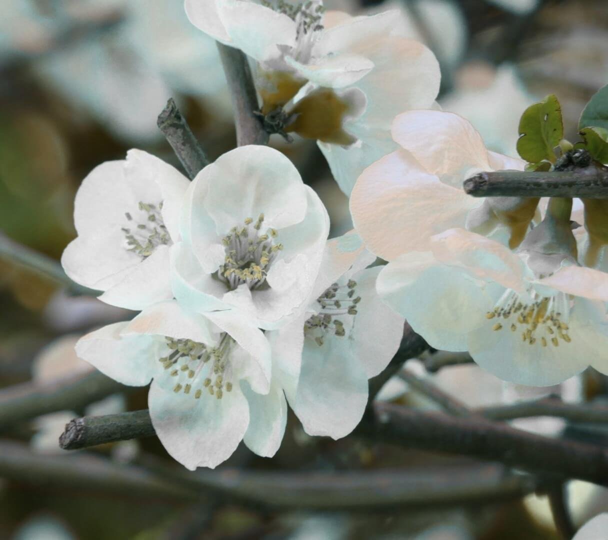 Balti gražiojo svarainio 'Nivalis' žiedai