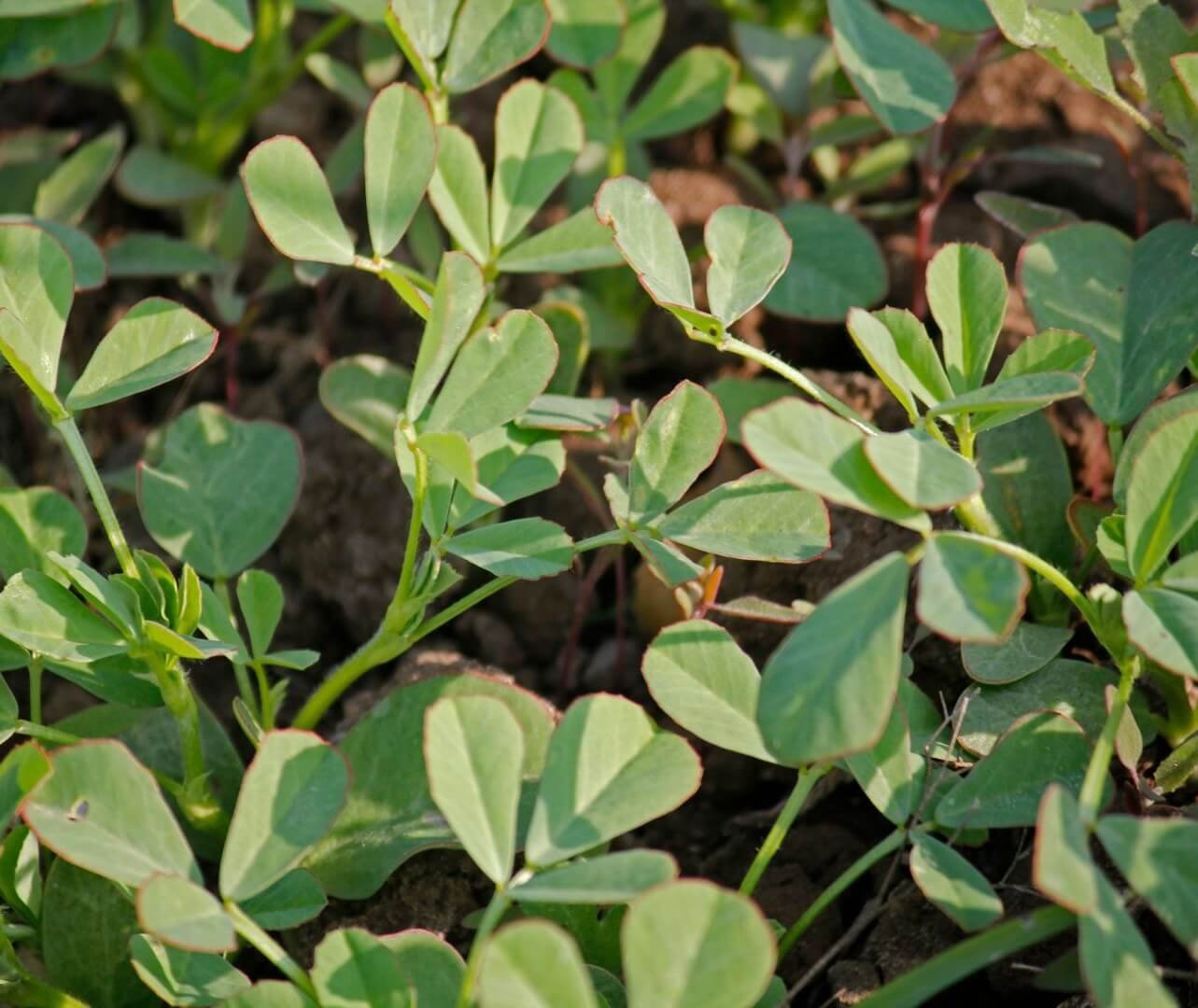 Ožragės augalas su ilgomis ankštimis