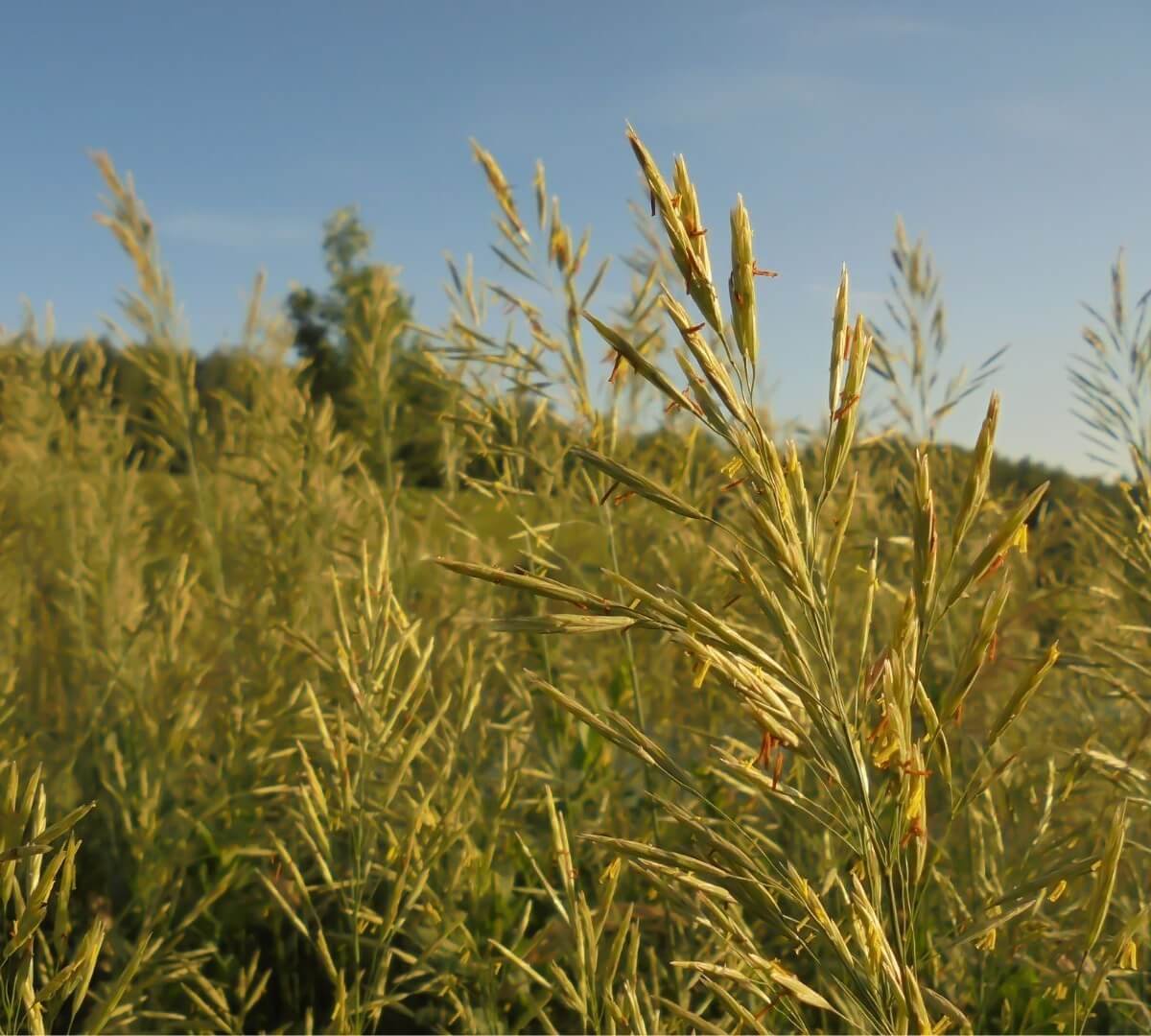 Aukšta, žalia tikrojo eraičino žolė
