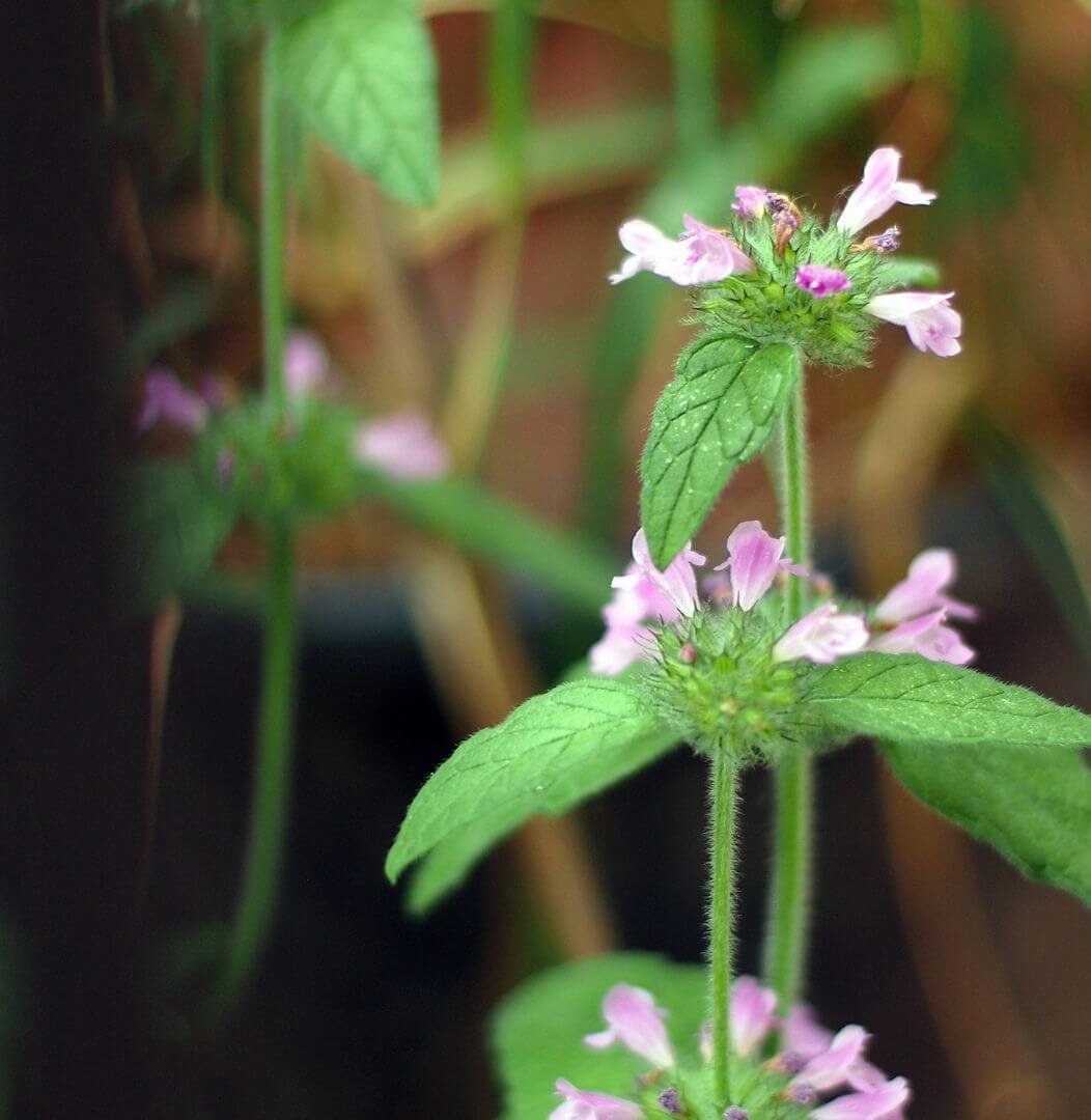 Rožiniai, menturiuose susitelkę šunmėtės žiedai