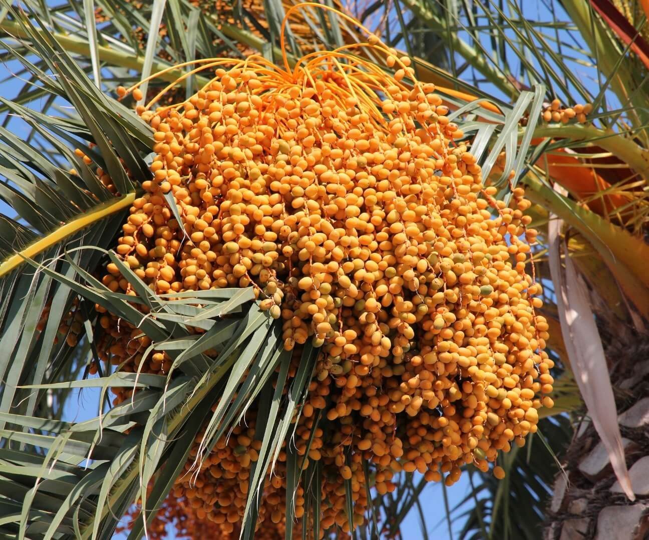 Jaunas datulinio finiko daigas vazone