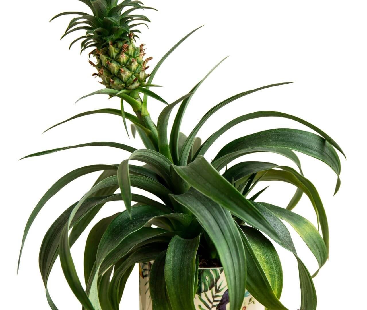 Ananaso augalas su besiformuojančiu vaisiumi