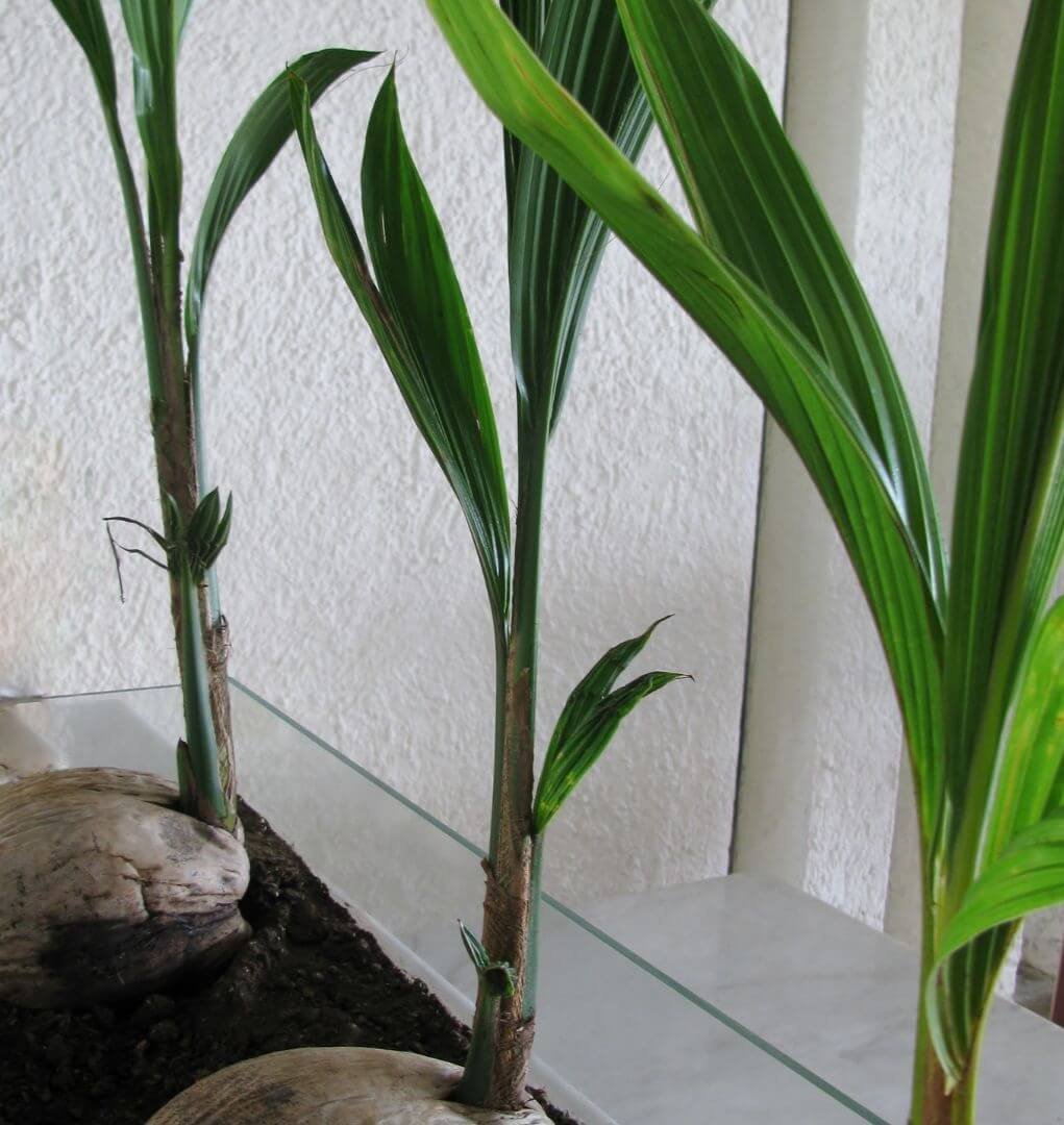 Jauna kokoso palmė, auganti iš riešuto