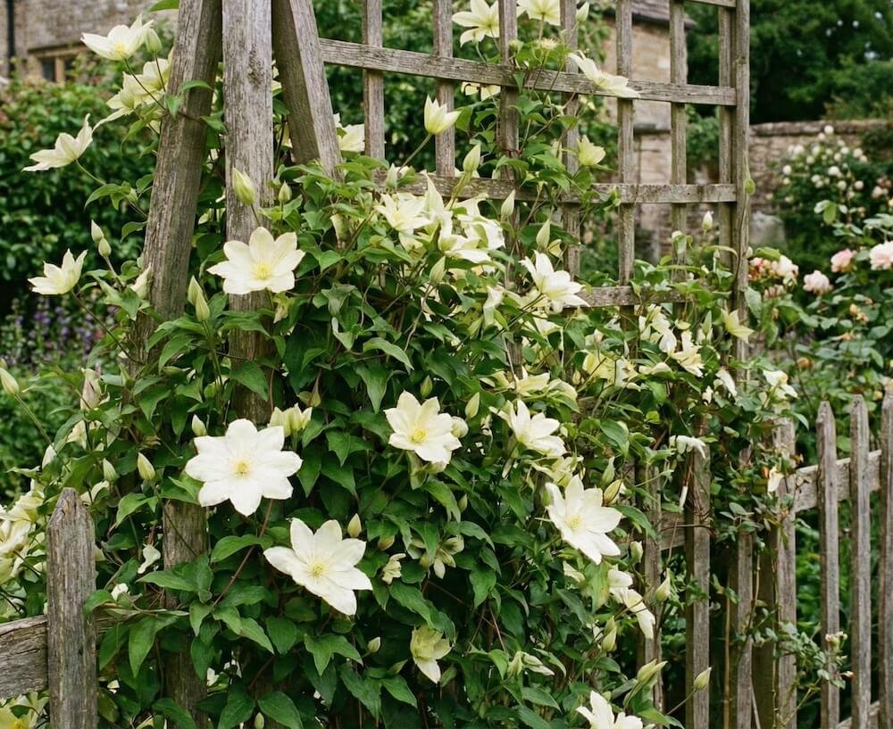 Didelis, kreminės baltos spalvos raganės 'Guernsey Cream' žiedas