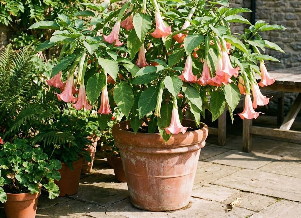 Didelis, svyrantis, trimito formos brugmansijos žiedas