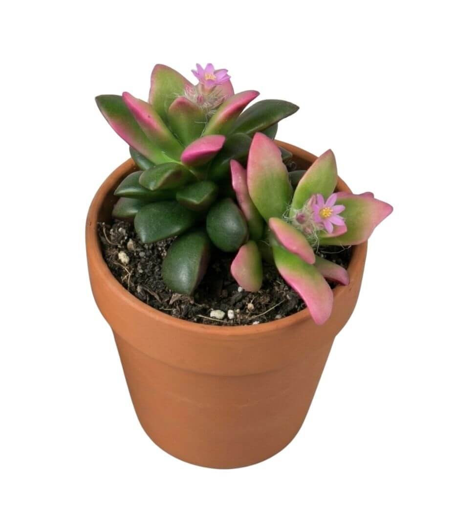 Anakampserio augalas su plaukuotais lapeliais