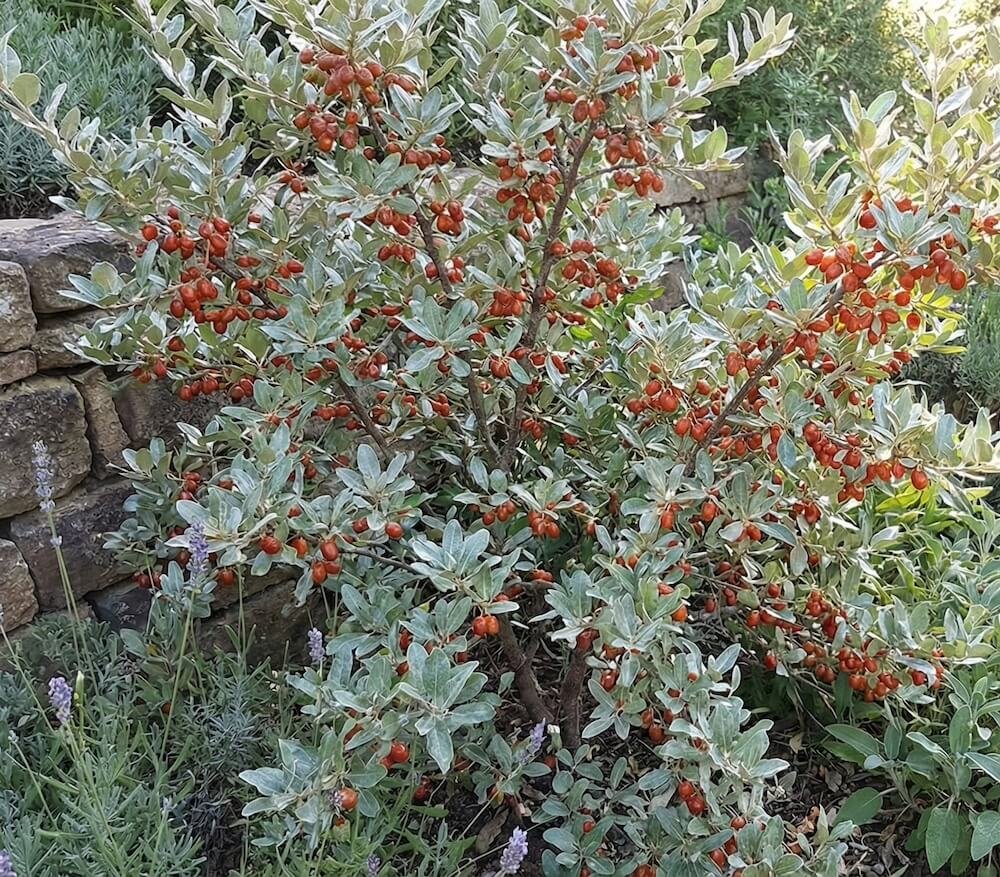 Raudonos šeferdijos uogos tarp sidabrinių lapų