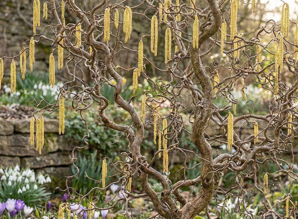 Susisukusios lazdyno 'Contorta' šakos žiemą