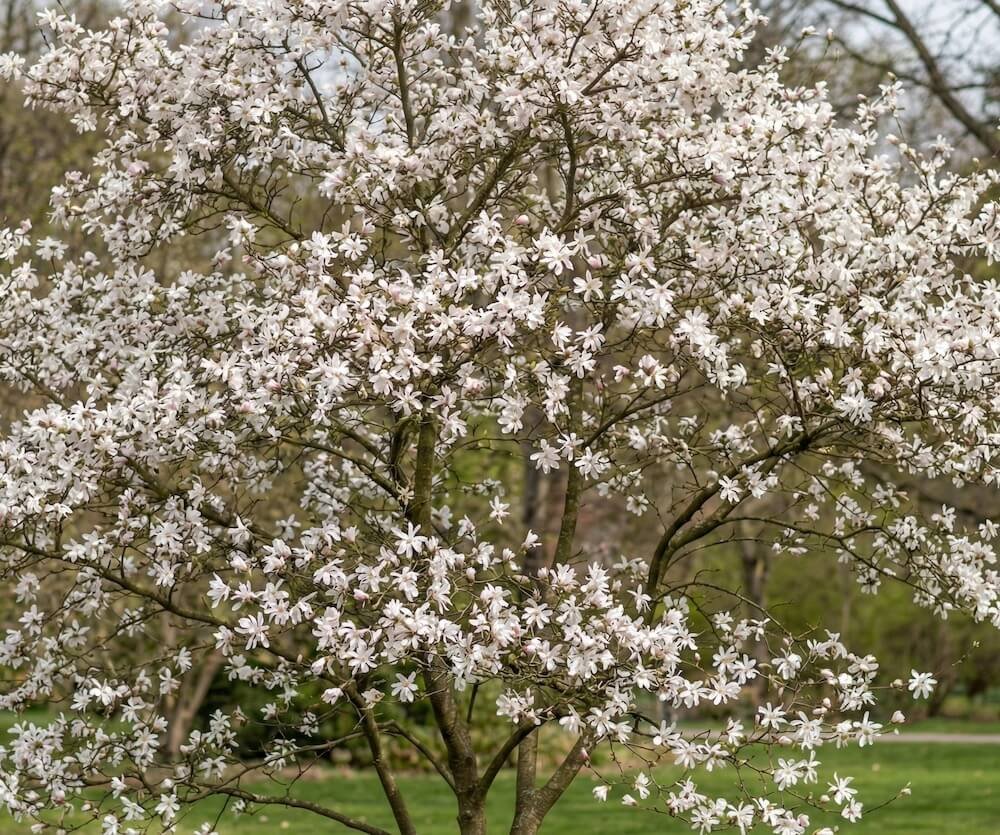 Baltas, kvapnus kobusinės magnolijos žiedas