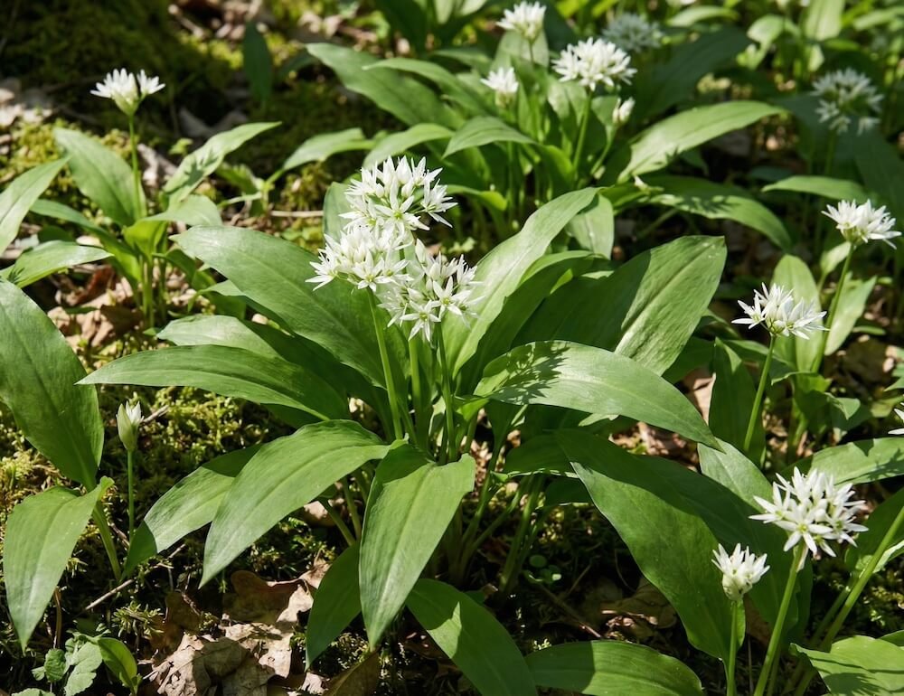 Balti meškinio česnako žiedai ir žali lapai